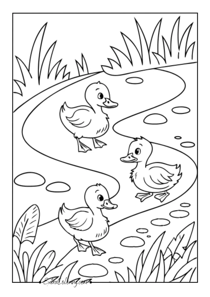 Ducklings waddling along streams